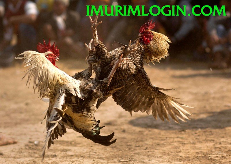 Đá Gà Trực Tiếp - 3bet